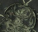 Seven Pyritized Triarthrus Trilobites With Appendages - New York #129113-5